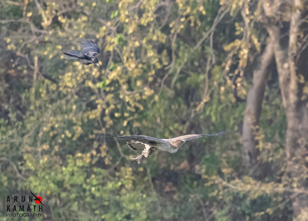 incognito9's tweet image. Action and reaction . The buzzard has killed a chick likely crows. And saw the crows chasing it across the grass land. 

#indiaves #thephotohour #TwitterNatureCommunity #wildlifephotography #birding