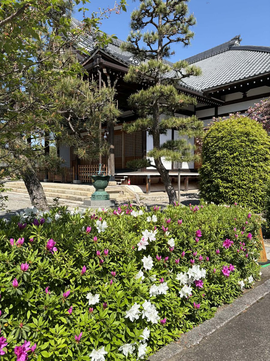 #大本山妙蓮寺
#京都妙蓮寺
#西陣妙蓮寺
#本門法華宗
#本門法華宗大本山妙蓮寺
#daihonzan_myorenji
#花の寺
#御会式桜
#酔芙蓉
#芙蓉
#カンアヤメ
#妙蓮寺椿
#藤棚
#ツツジ
#イチハツ
#金木犀
#長谷川等伯
#本阿弥光悦
#銀木犀
#十六羅漢石庭
#四季の襖絵
#山野草
#サツキ
#彼岸花
#ススキ
#萩