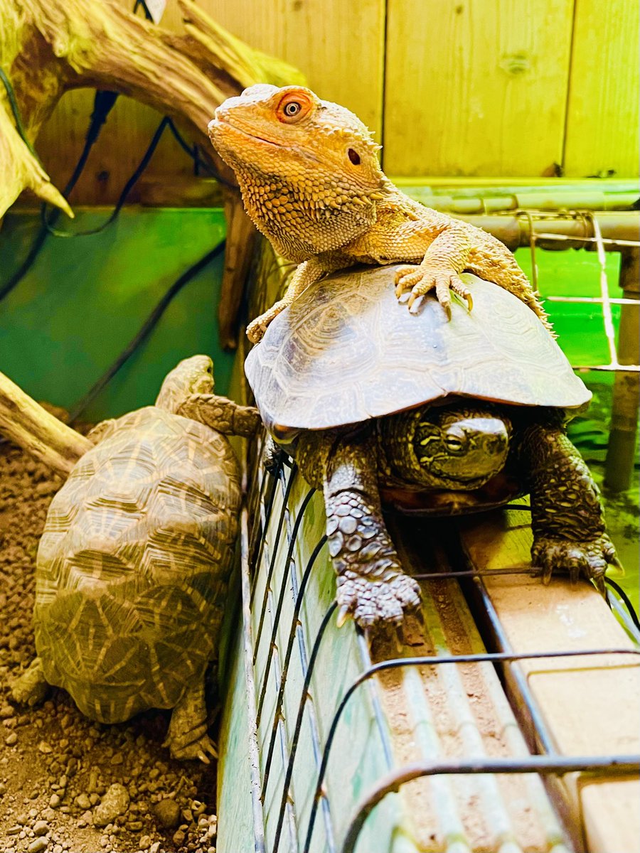 reptilescafe's tweet photo. ほんのり暑い横浜
お店は営業（11時〜17時、L.O.16時）です

写真は
#クサガメ さんに乗る #フトアゴヒゲトカゲ さんと足元の #インドホシガメ さんです

#爬虫類カフェ #reptilescafe #横浜カフェ
#IndianStarTortoise #ChineseThreeKeeledPondTurtle #ReevesPondTurtle #BeardedDragon #カメタクシー https://t.co/hISutsj62b