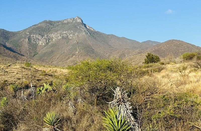 ContraProMx's tweet photo. 🌳 🌲 Preserva Gobierno Estatal patrimonio natural en San Lucas #Quiaviní 🏔️ ⛰️
• En alianza con #Conafor salvaguardan mil 500 hectáreas de bosques
#Oaxaca de Juárez, Oax. 15 de abril de 2026.- El Gobierno de Oaxaca a través de la Comisión Estatal Forestal (@COESFO_GobOax), implementa el programa de Fondos Concurrentes en el municipio de San Lucas Quiaviní para preservar el patrimonio natural de esta demarcación.
Con una inversión de 1 millón 274 mil pesos, fondo en alianza con la Comisión Nacional Forestal (Conafor), se garantiza la protección de mil 500 hectáreas de bosque de alta prioridad ambiental.
Este esquema de coinversión permite duplicar el alcance presupuestal para mecanismos de Pago por Servicios Ambientales (PSA).
La aplicación de este programa es vital, ya que fortalece la gobernanza local y asegura la sostenibilidad hídrica en el territorio, integrando a los núcleos agrarios como los principales guardianes del territorio.
Las acciones ejecutadas contemplan la apertura de 4.5 kilómetros de brechas cortafuego, el mantenimiento de 16.36 kilómetros de caminos estratégicos y la entrega de equipo de protección y radiocomunicación para las brigadas comunitarias, entre otras.
La inversión destina 74 mil pesos para la profesionalización, transparencia, el monitoreo de biodiversidad y supervivencia de recursos y requisitos normativos para cumplir las obligaciones contractuales que aseguren la continuidad de los apoyos.
-0-