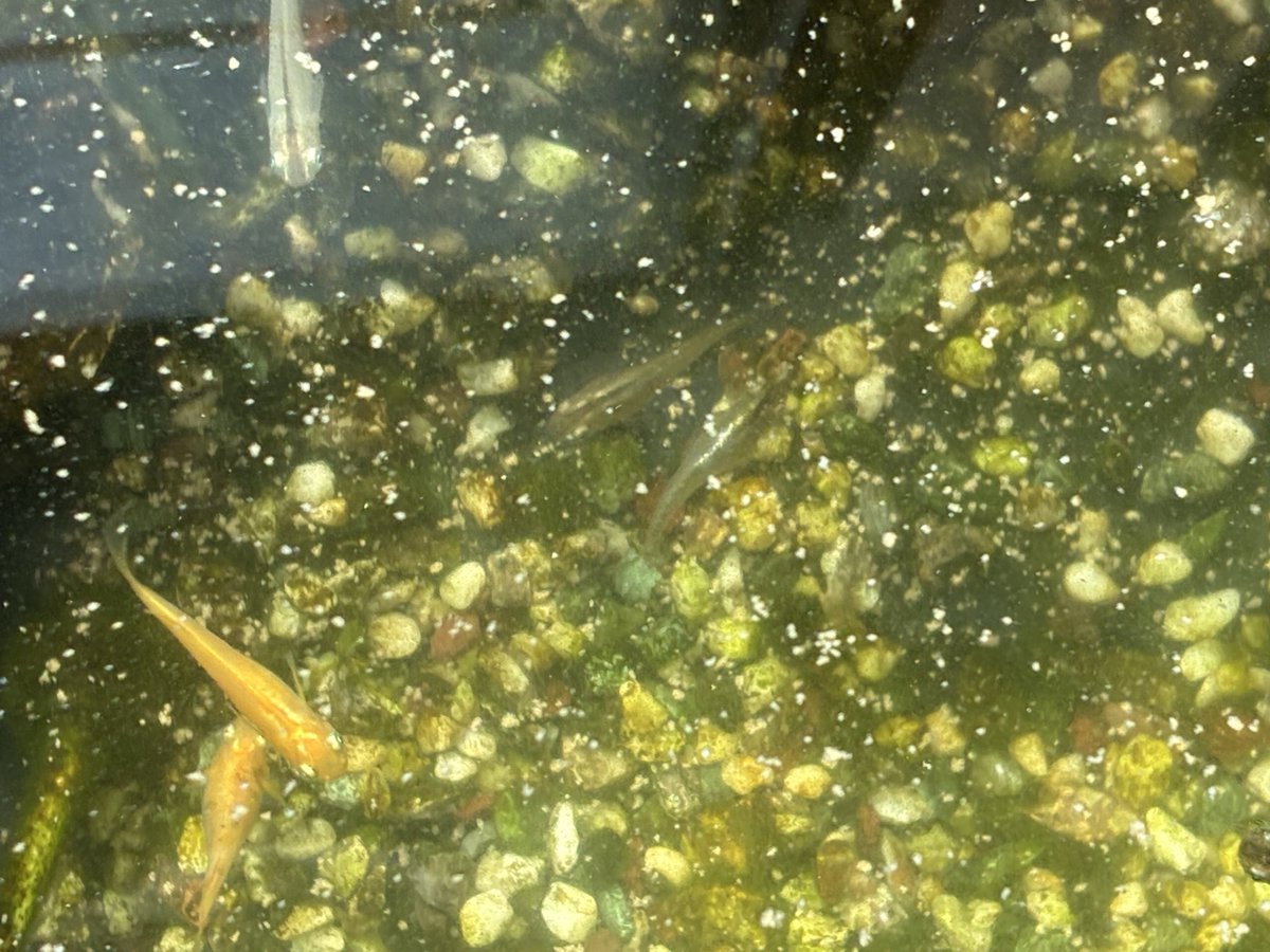 柴犬ちゃちゃ tweet media