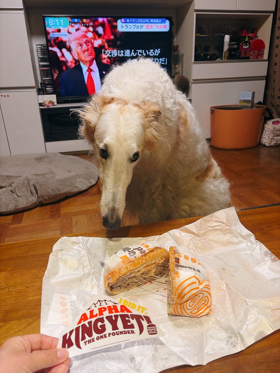 がんぼるぞい®︎ 💪🐶✨borzoi ボルゾイ tweet media