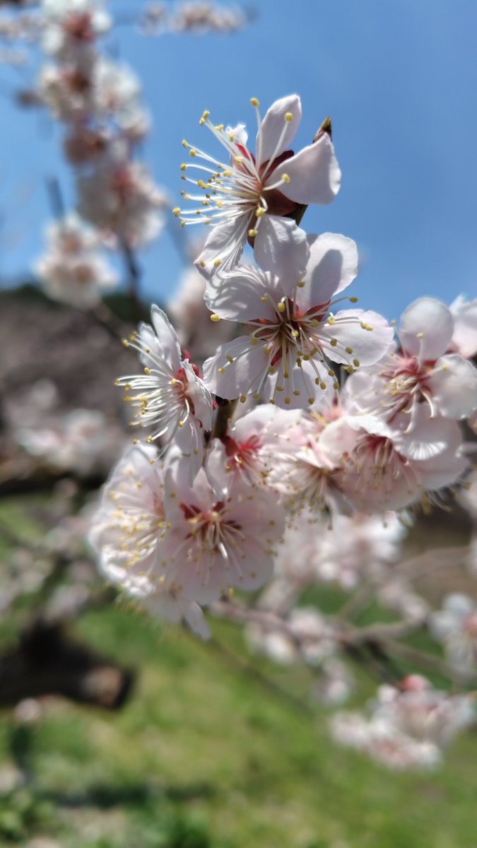 うめない*🍎零細果樹農家 tweet media