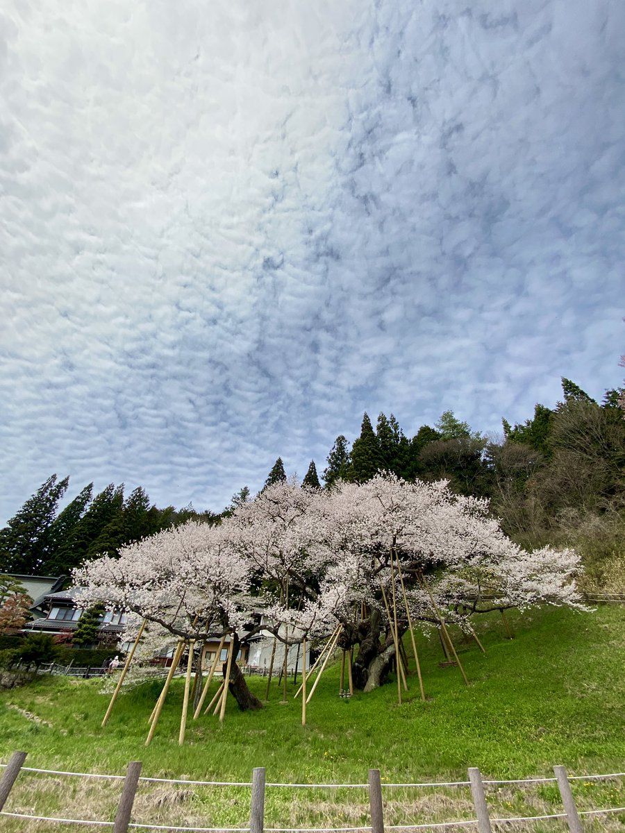 飛騨高山、下呂温泉へ…

お天気に恵まれ
白川郷、高山祭を楽しみ
思いがけない
桜満開の飛騨エリア
今年できなかった花見を堪能

下呂温泉への途中に咲き誇る
樹齢およそ1200年と云われる
荘厳な
『臥龍桜』
にも出会えました

たくさんのパワーを充電して
明日からまた頑張るぞ！