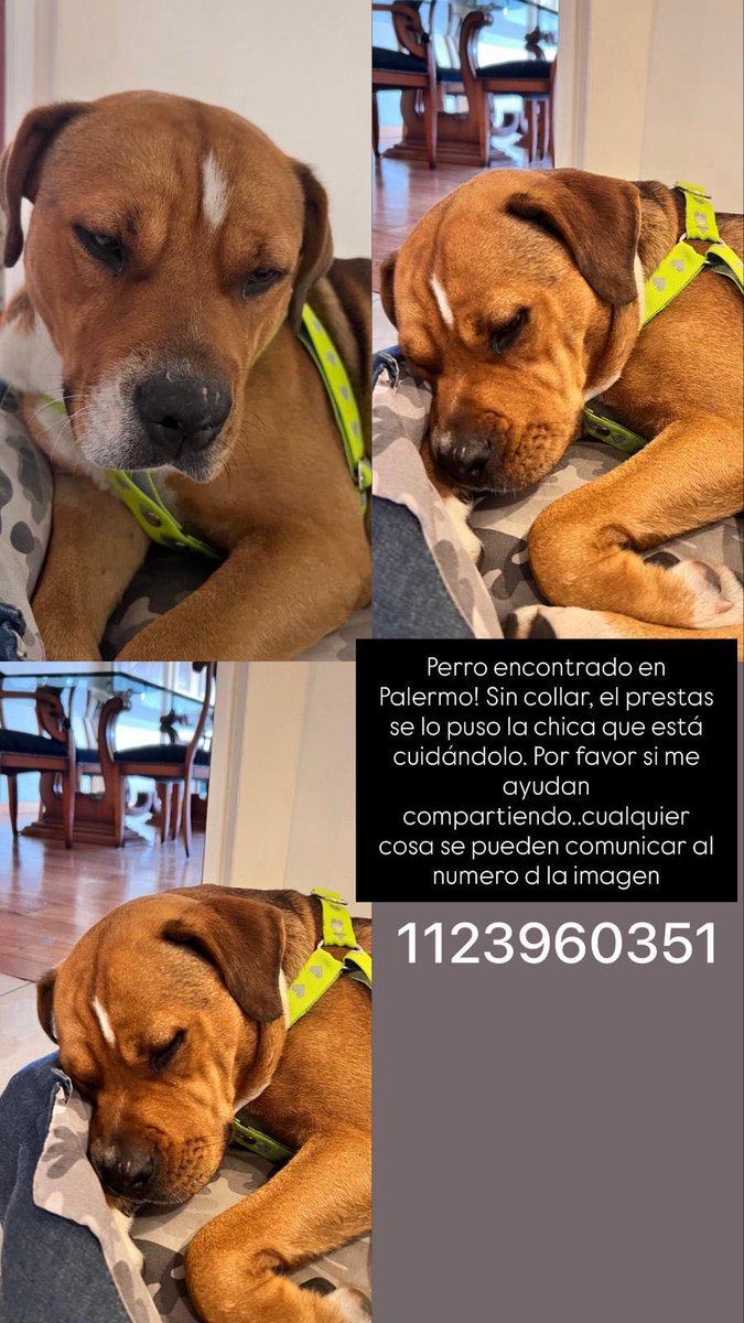 Silvia Mazzitelli tweet media