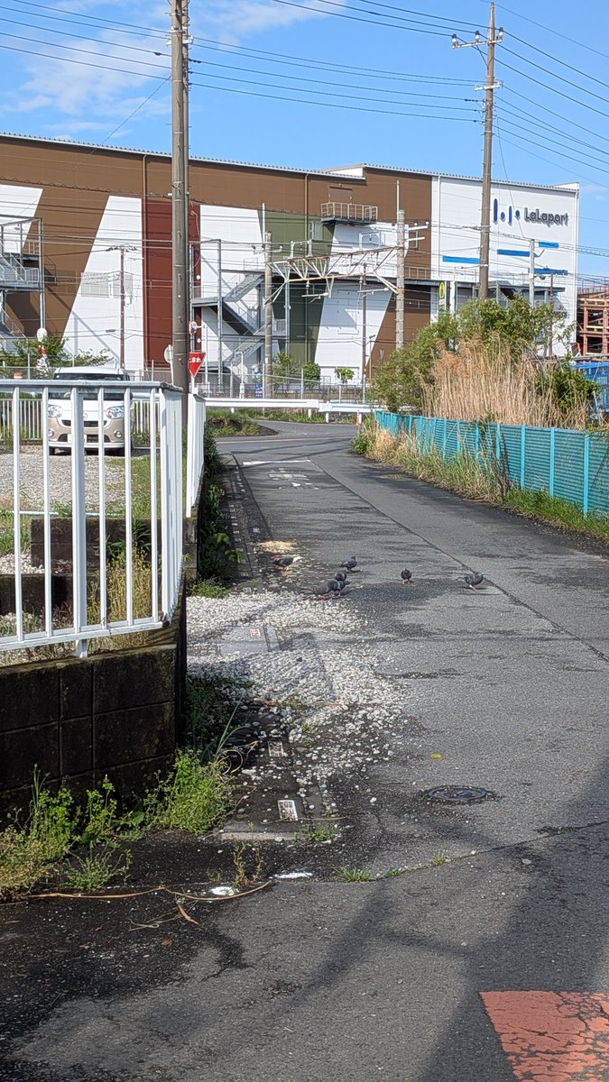 りょす tweet media