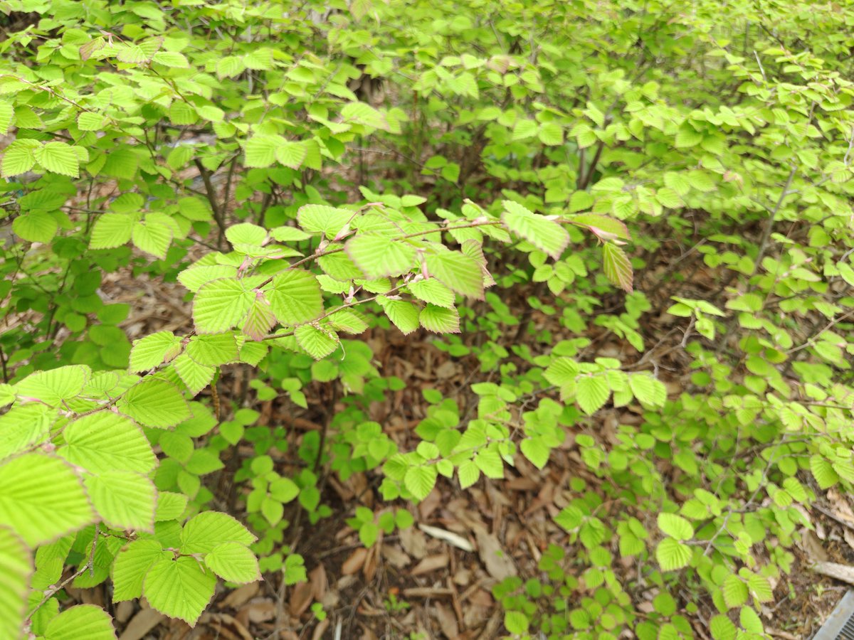 Burning Rabbit tweet media