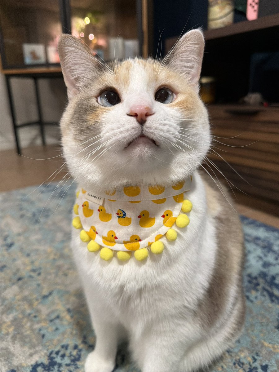 Panko A. Cat’s Mom tweet media