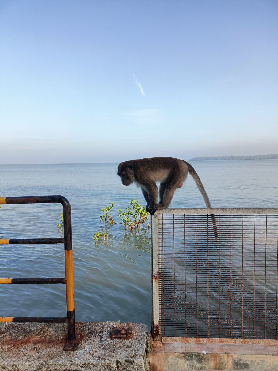 IsmailSyahraniz's tweet photo. Planet of the apes https://t.co/O8xNBJEQnE