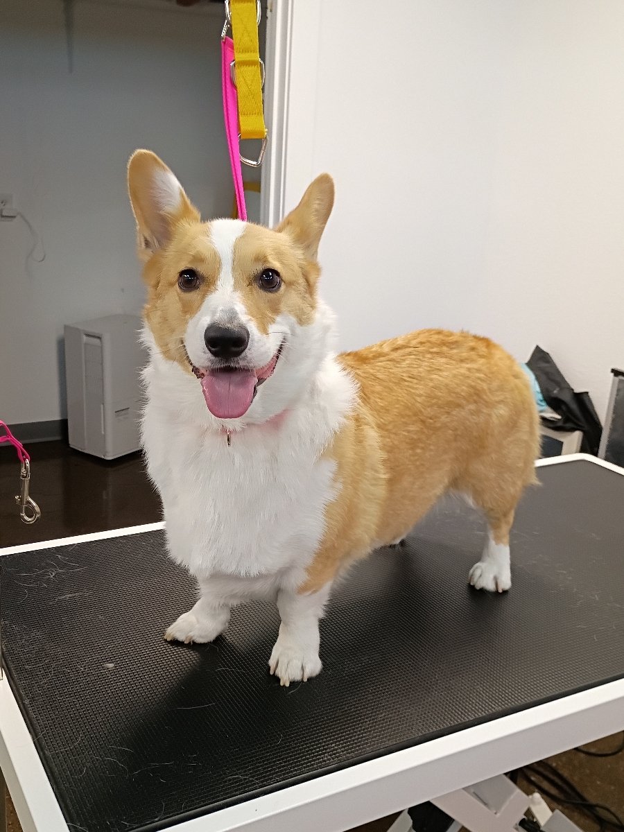 Captain Wardog 🍪 tweet media