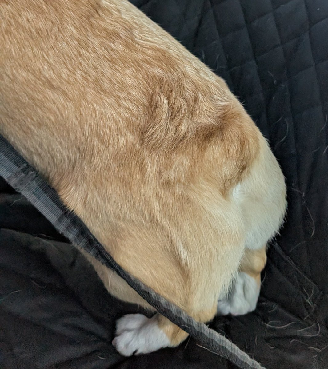 Captain Wardog 🍪 tweet media