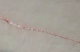 𝑇𝑜𝓶𝓪𝓽𝔂 ౨ৎ 🪽 「of shedtwt 」 tweet media