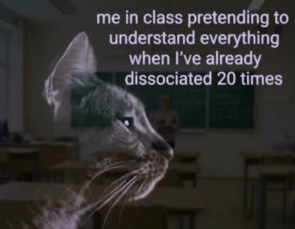 cat memes tweet media