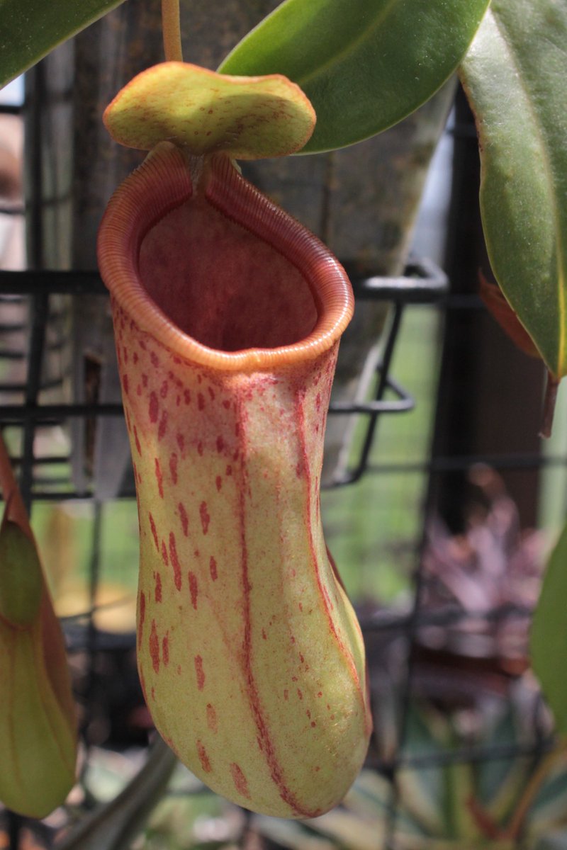 3fe4e89b696d4a8's tweet image. open.

#ネペンテス
#St.パシフィカス