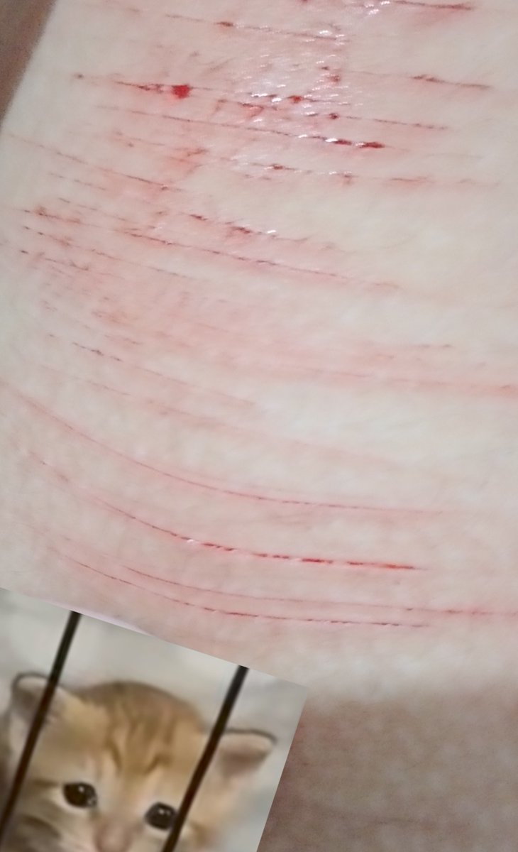 𝑇𝑜𝓶𝓪𝓽𝔂 ౨ৎ 🪽 「of shedtwt 」 tweet media