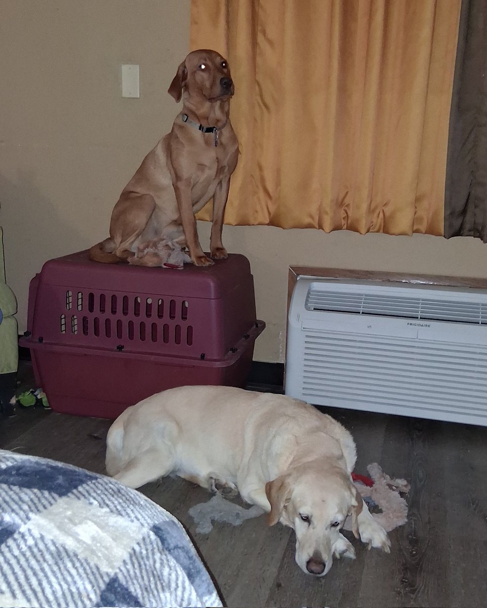 Crystal & Angel Delores 🐇🎀 tweet media