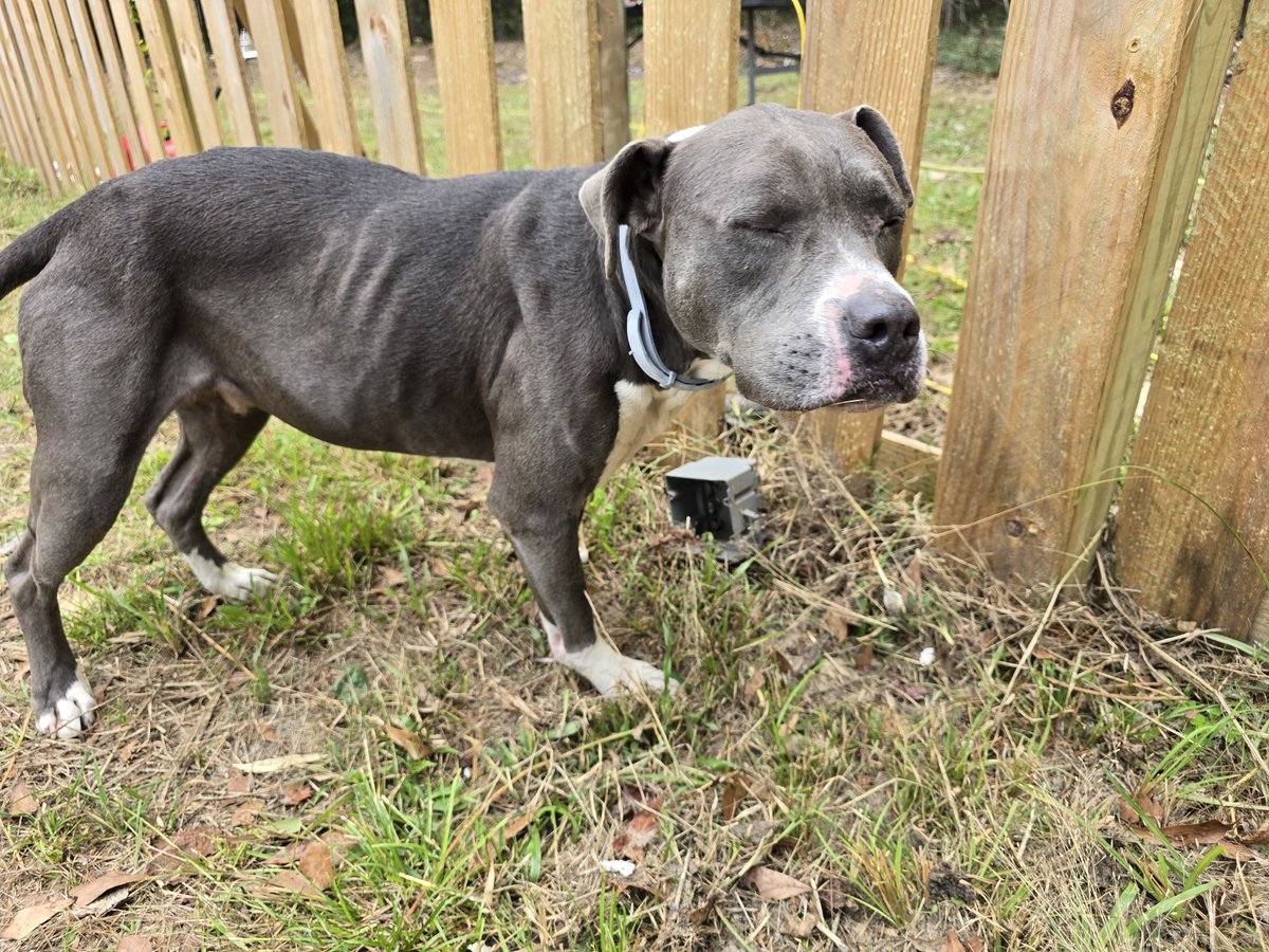 JustAnotherEarthling *humorous/satirical* tweet media