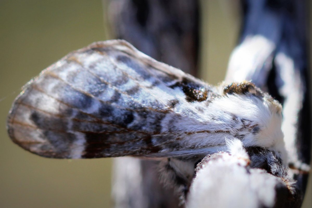 AlexisSrsa's tweet image. Moth with a hairstyle, resting on a branch in the outback for #InsectThursday

#moth #macro #naturephoto #NatureIsMagic