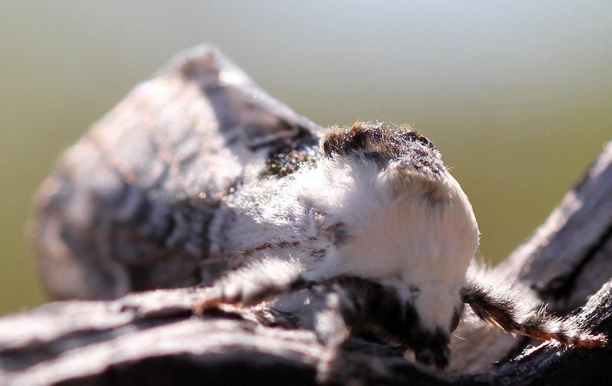 AlexisSrsa's tweet image. Moth with a hairstyle, resting on a branch in the outback for #InsectThursday

#moth #macro #naturephoto #NatureIsMagic