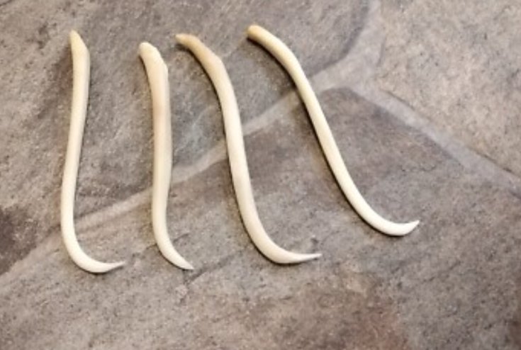 Worm Toothpick @TMZ So what? They make toothpicks from them and other things!