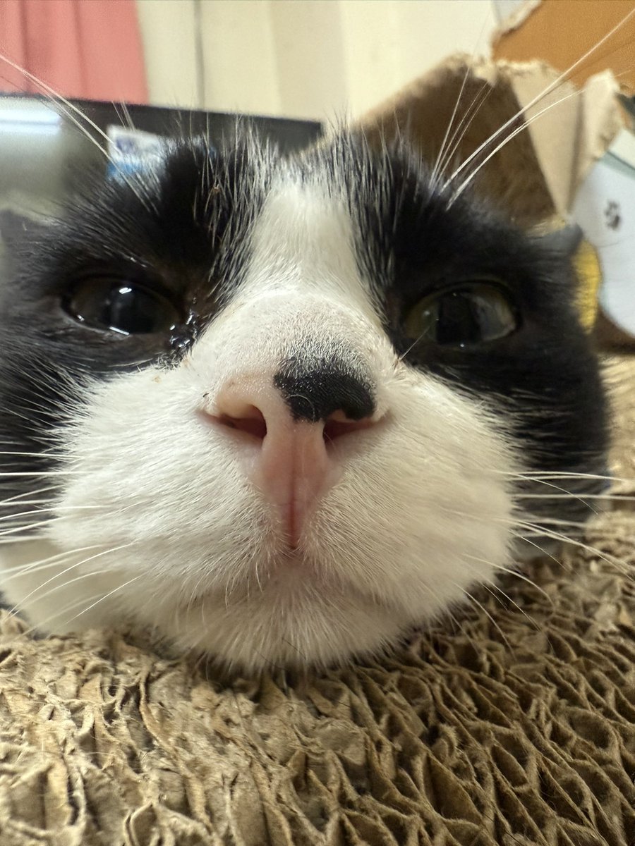 カフェレストマーズ［公式］ tweet media