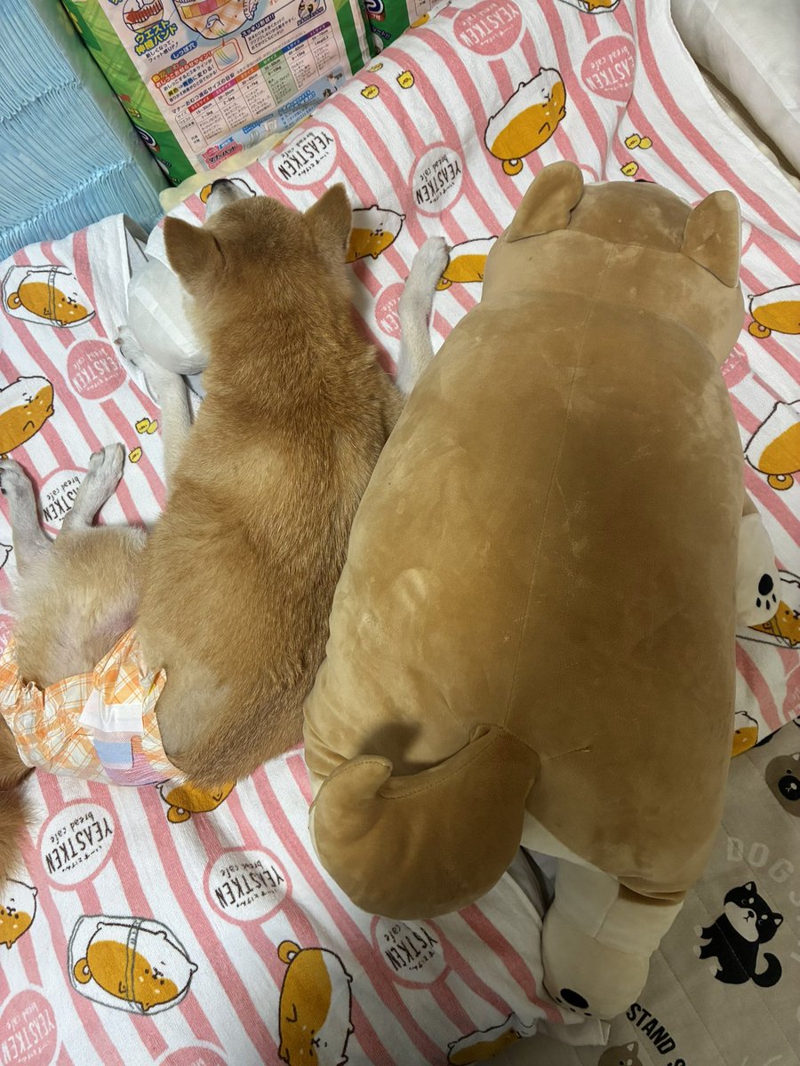 ぱんだこ tweet media