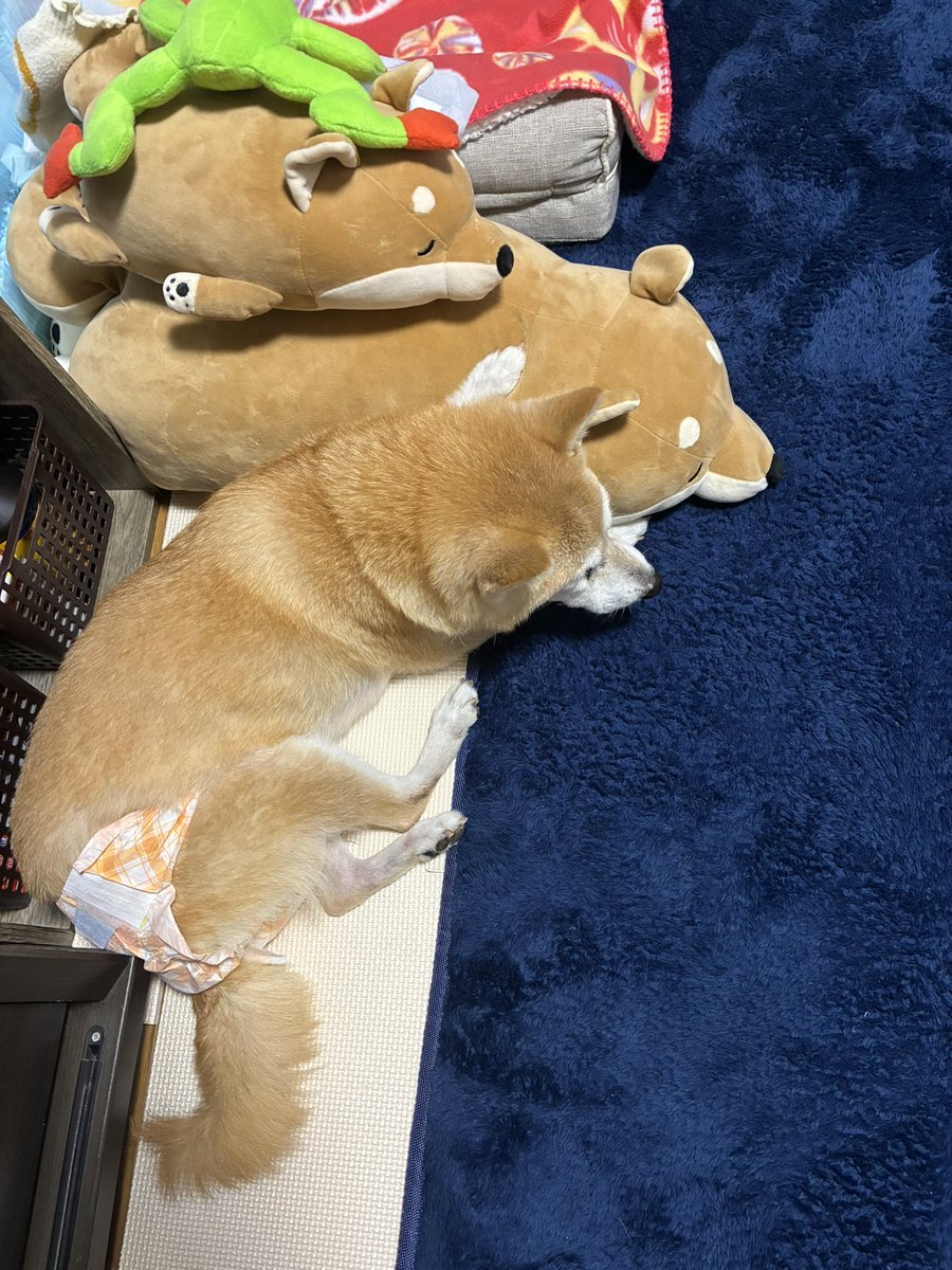 ぱんだこ tweet media