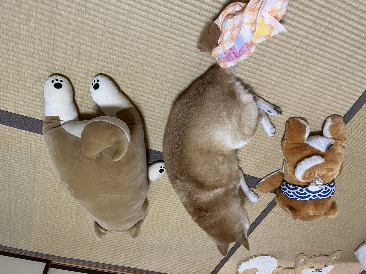 ぱんだこ tweet media