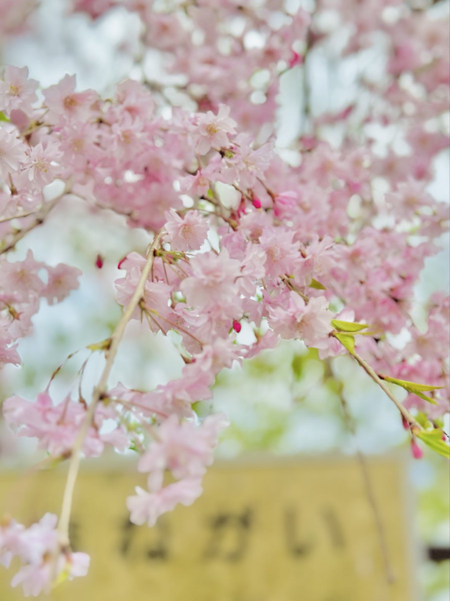 🍼ぽん太🧸 tweet media