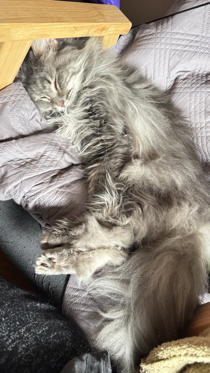 nyaonoro's tweet image. おはようございます☀️
今日も今日とて🐱さんは
イスを返してくれる気がありません
大丈夫、床で作業するからね🥹👍

 #猫のいる暮らし
 #catlife