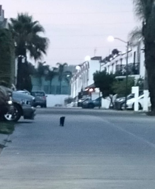 Chuchita La Bolseada tweet media