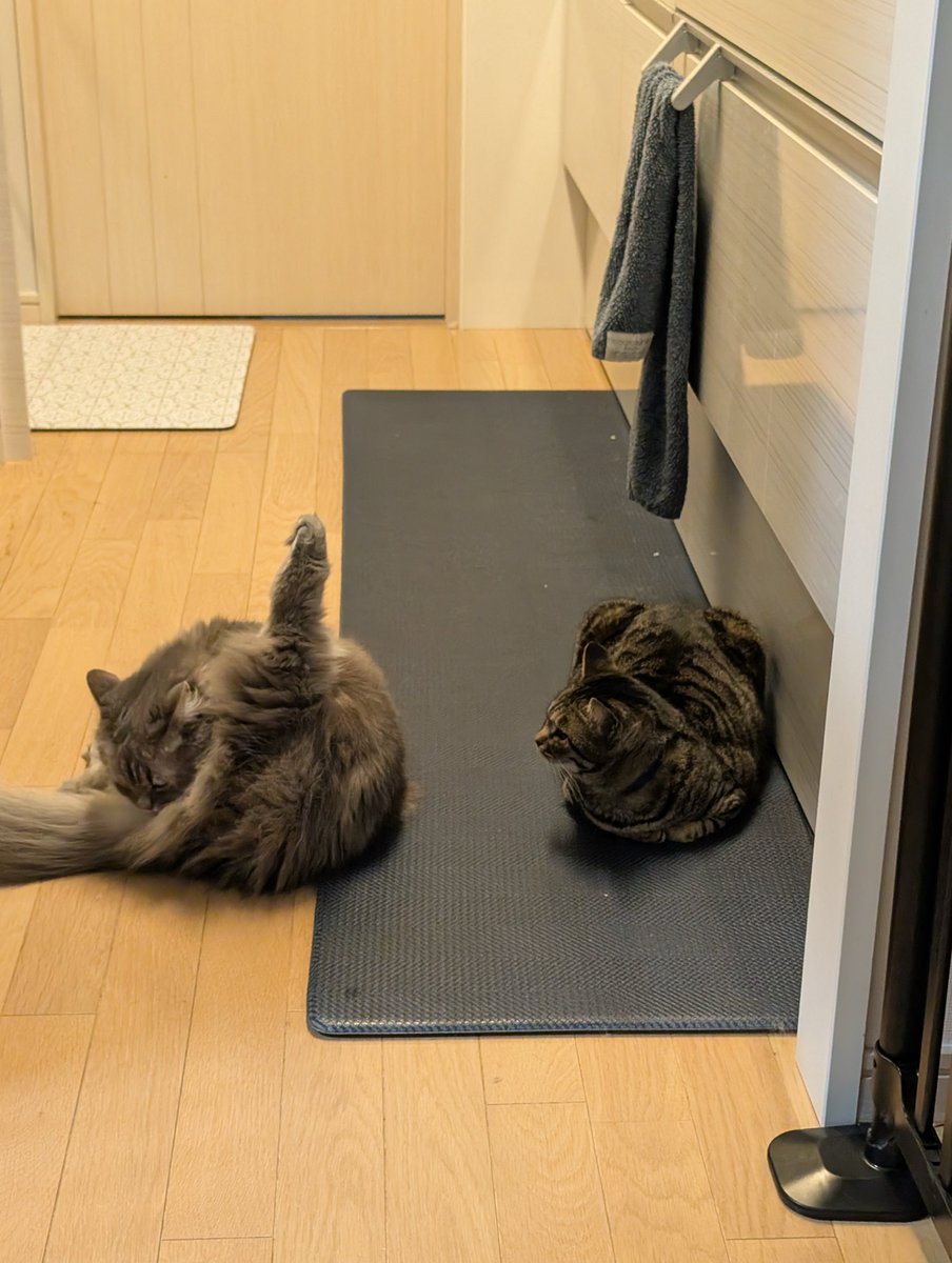 スペーシアけもの tweet media