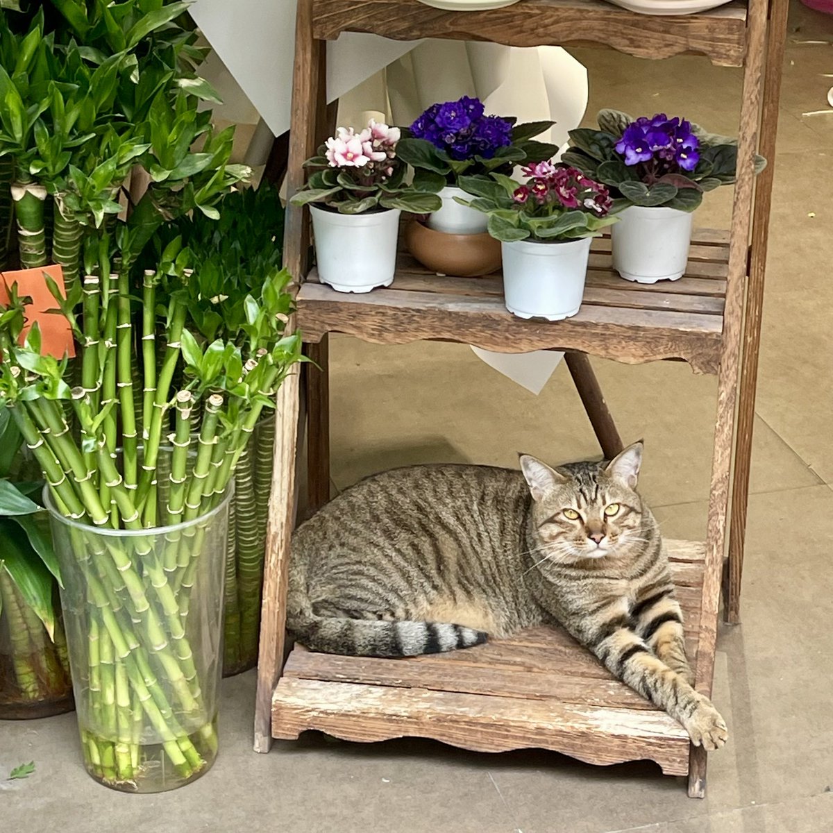 Argent白銀 tweet media