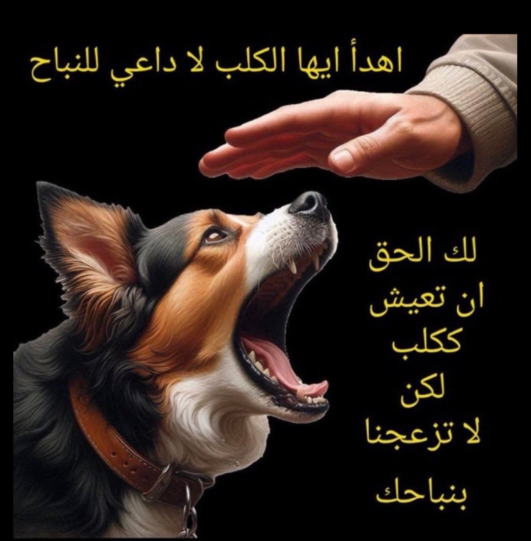 محمد بن سعد tweet media