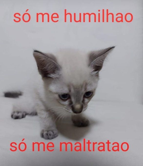 𝑇𝑜𝓶𝓪𝓽𝔂 ౨ৎ 🪽 「of shedtwt 」 tweet media