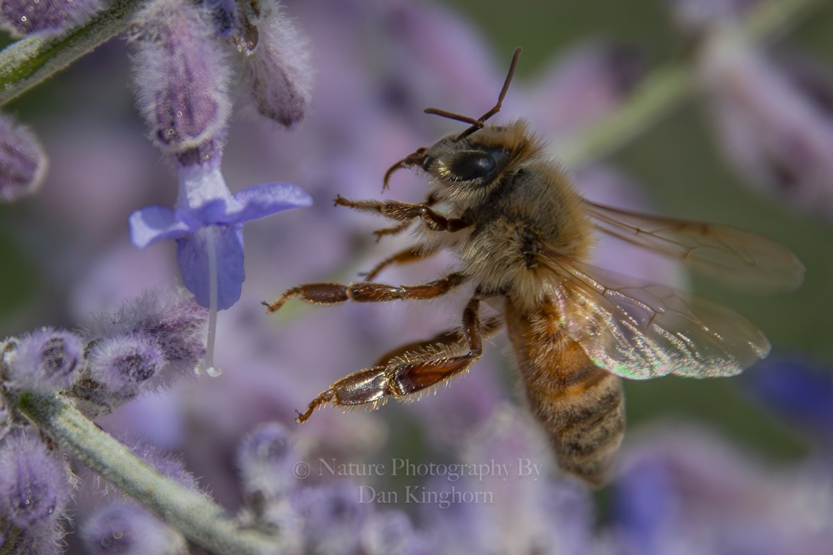 Dan Kinghorn tweet media