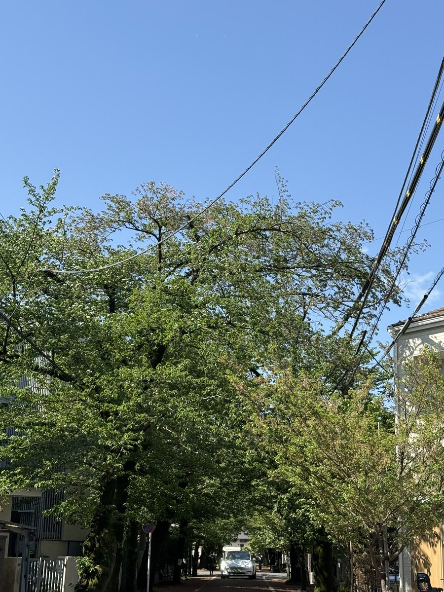 世田谷猫 tweet media