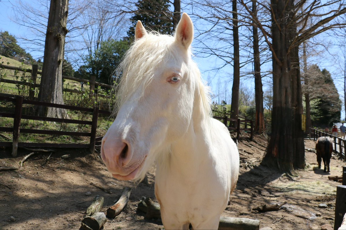 六甲山牧場【公式】 tweet media