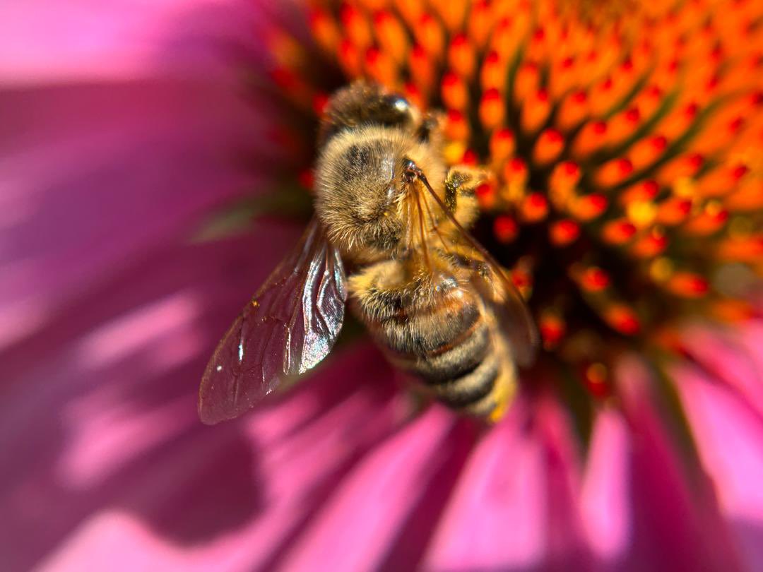 MadForMaple's tweet image. Buggy blast form the past! European honeybee in Ontario #Canada a few years back! #bees #nature #insects #outdoors. I took this with an iPhone 14 and macro lens attachment. #naturephotography