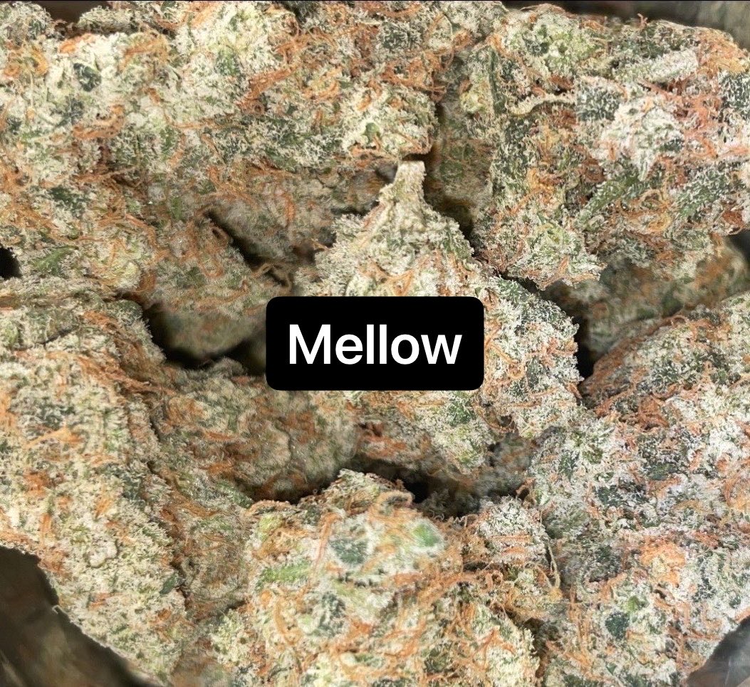 Mellow Stella👑 tweet media