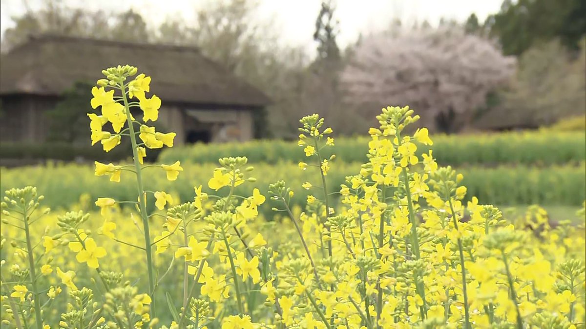 ウォッチン！スタッフ tweet media