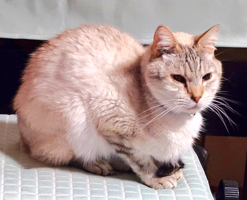 ルナふる^. .^ ꪆ@FF7プレイ中 tweet media