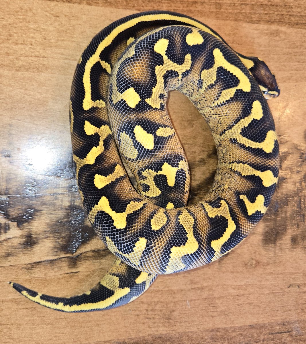 Champion Pythons tweet media