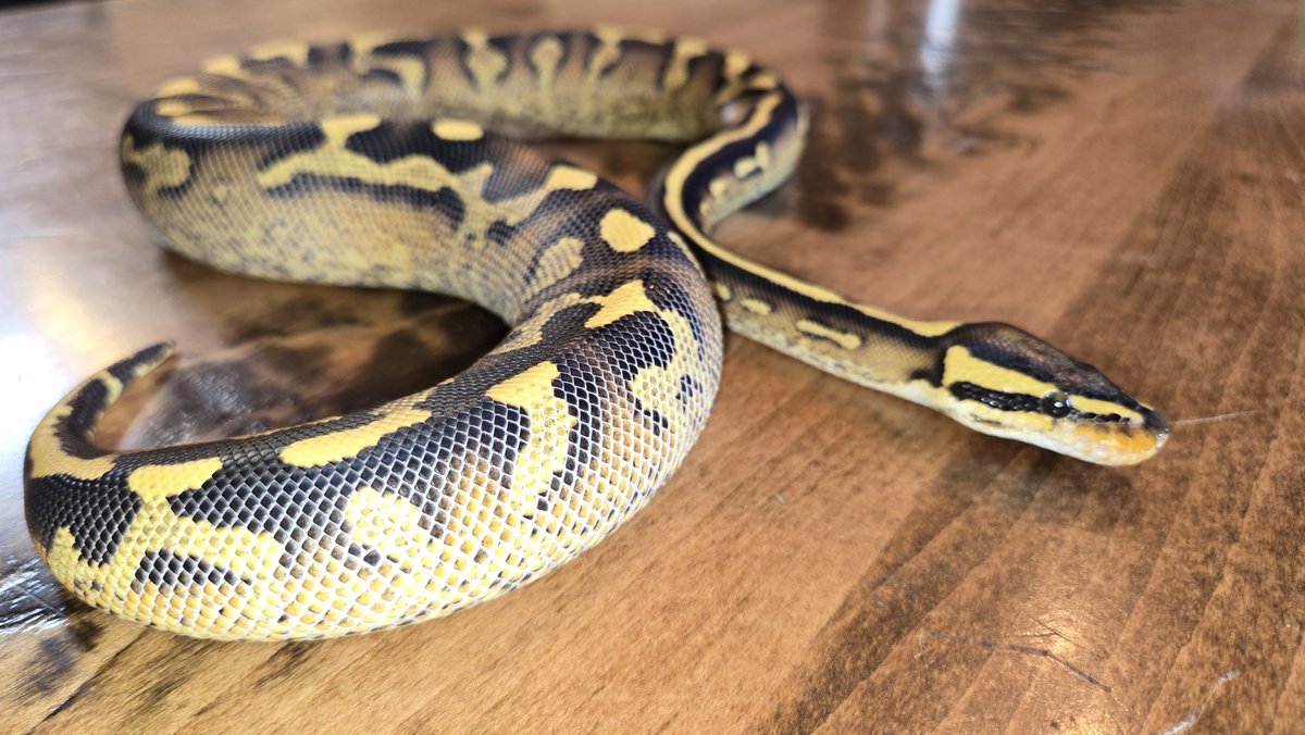 Champion Pythons tweet media