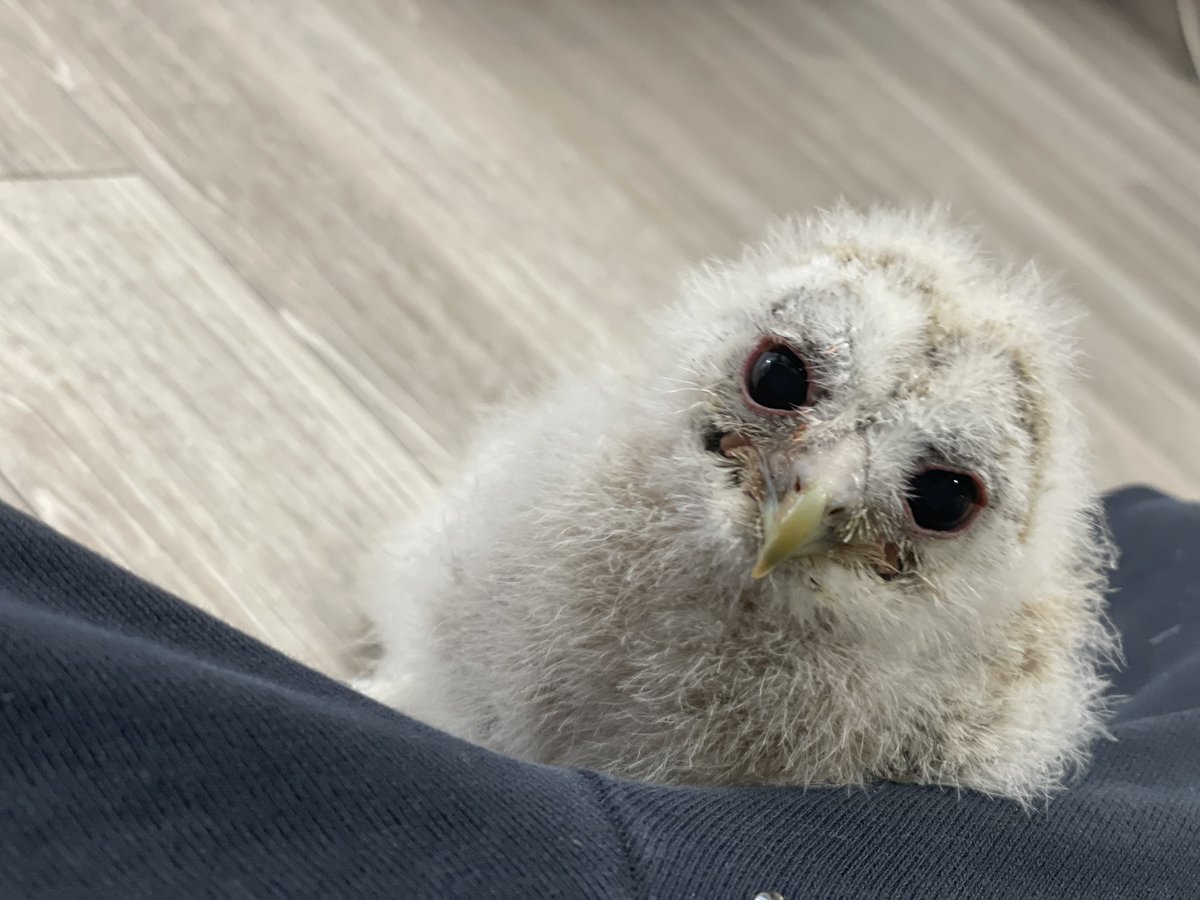 ふく屋@2025年フクロウカフェ休止中⚠️ tweet media