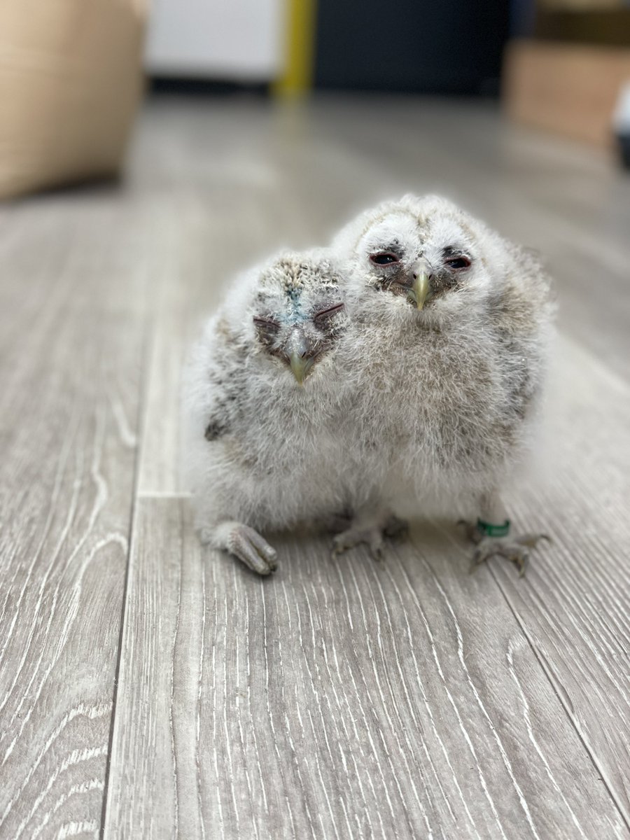 ふく屋@2025年フクロウカフェ休止中⚠️ tweet media