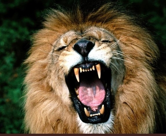 طوني بن سهم ال خان🇱🇧🇸🇦 tweet media