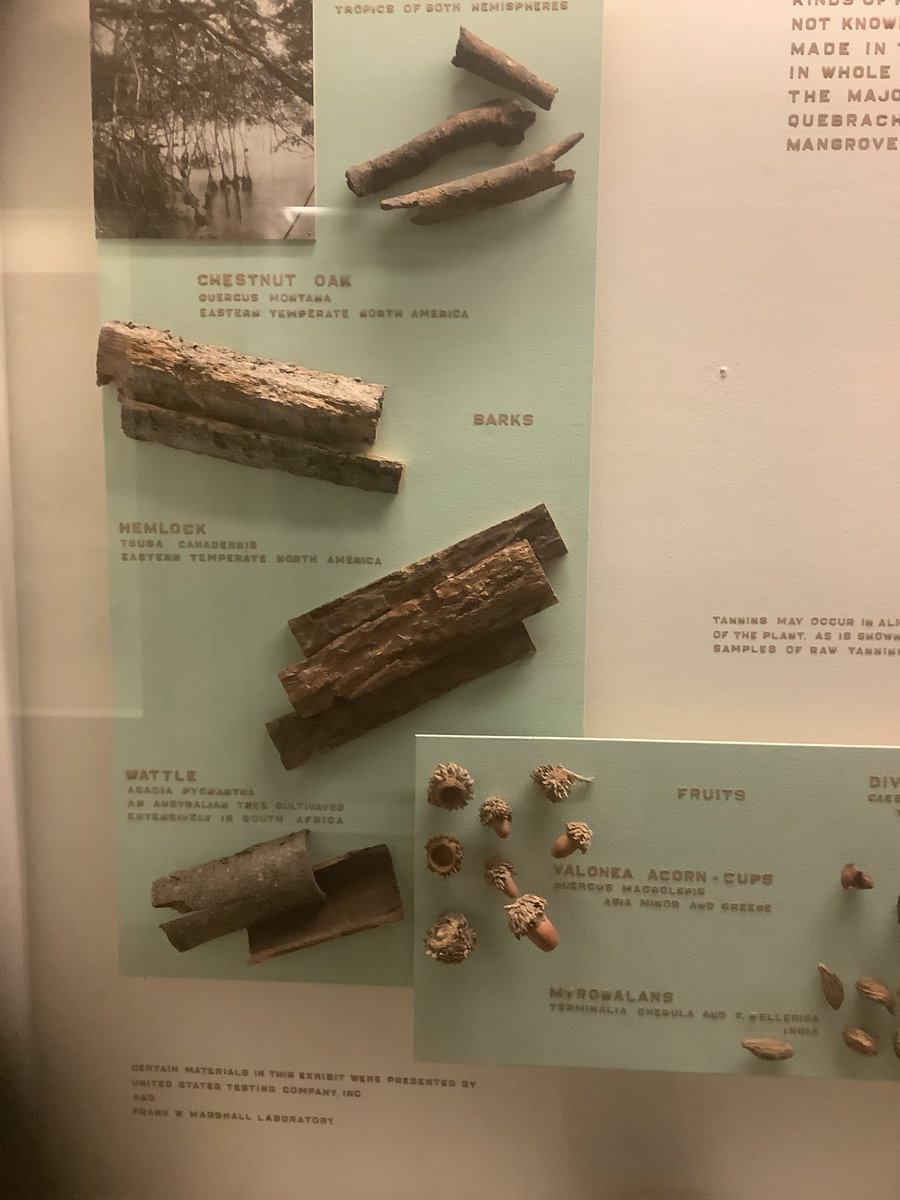 charringau61924's tweet image. #hemlock tsuba canaderbis eastern temperate #northamerica #valoneaacorncups suerous macrolepic asia minor and greece