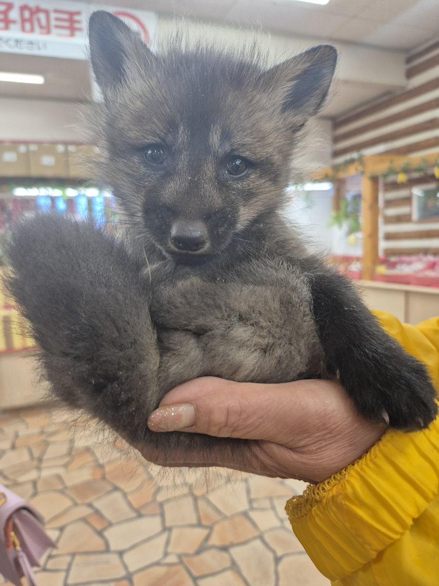 宮城蔵王キツネ村(公式)🦊 tweet media
