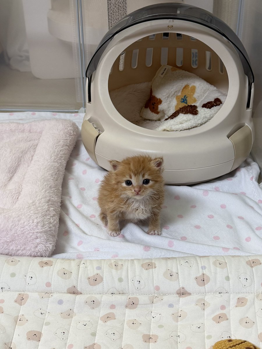 째앙금 tweet media